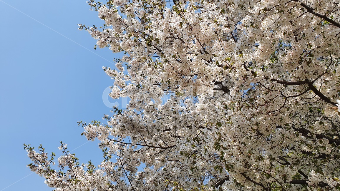 spring flowers,spring,Cherry Blossom,plant,tree,flower