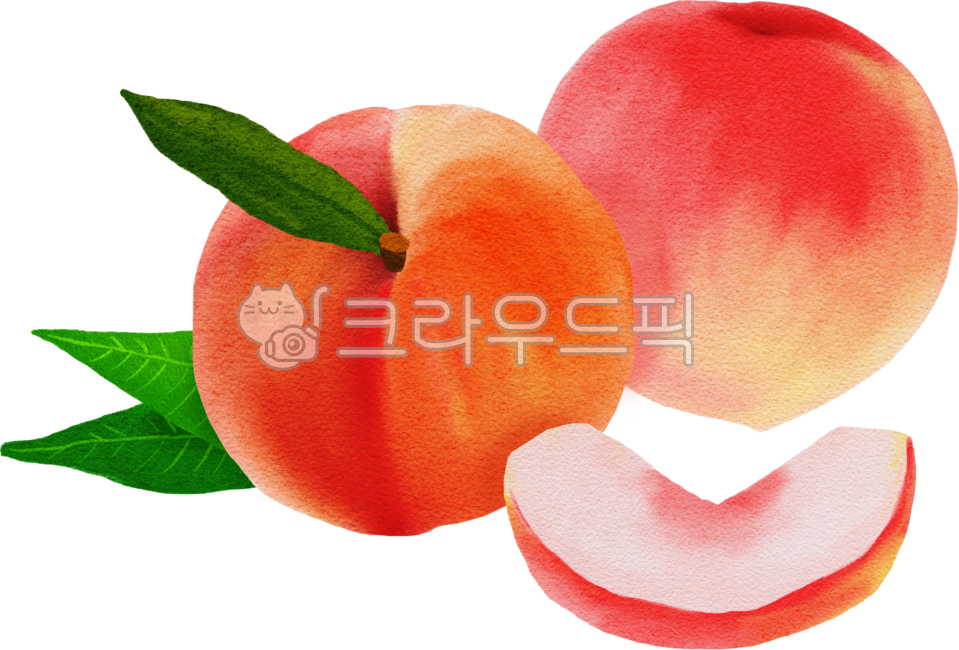 Peach,peach illustration,peach slice,cut peach,fruit illustration,fruit hand drawing,fragrant peach,peach hand drawing,peach drawing,peach leaf,peach watercolor,fruit drawing,fresh peach,fresh fruit,fresh peach,fresh peach drawing,fruit,p
