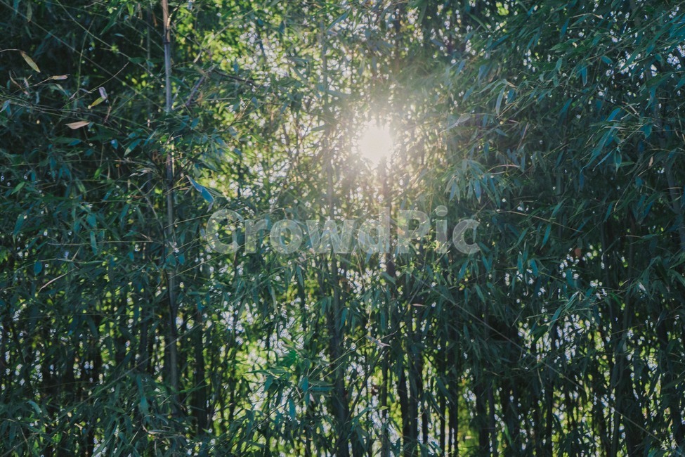 대나무,초록,bamboo,green,햇빛,숲,forest,sun,자연,풍경,nature,landscape,휴식,힐링,rest,relaxation,healing,sunlight,plant,식물,vegetation,초목,tree,나무