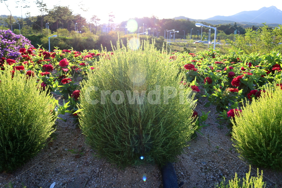 댑싸리,꽃댑싸리,식물,자연,대싸리,공쟁이,식물,자연,plants,nature,꽃,flower