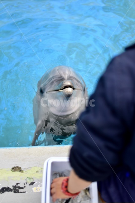 돌고래,고래,포유류,수족관,아쿠아리움,해양포유류,동물사육,조련사,동물,animal,포유류,mammal