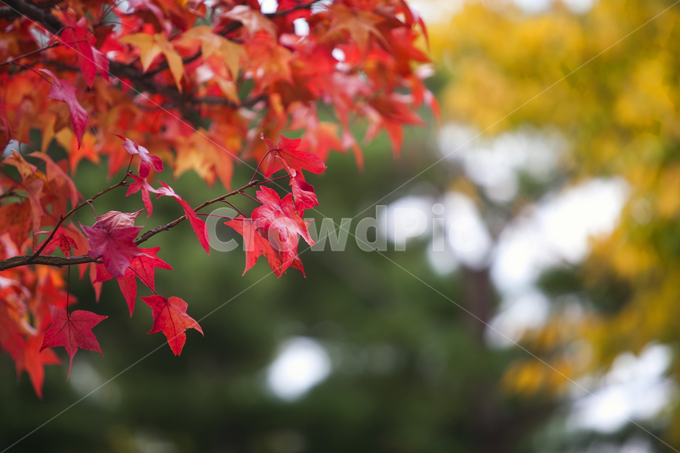단충,빨간,계절,가을,노란,가을,계절,fall,autumn,season,자연,풍경,nature,landscape,plant,식물,leaf,잎,tree,나무