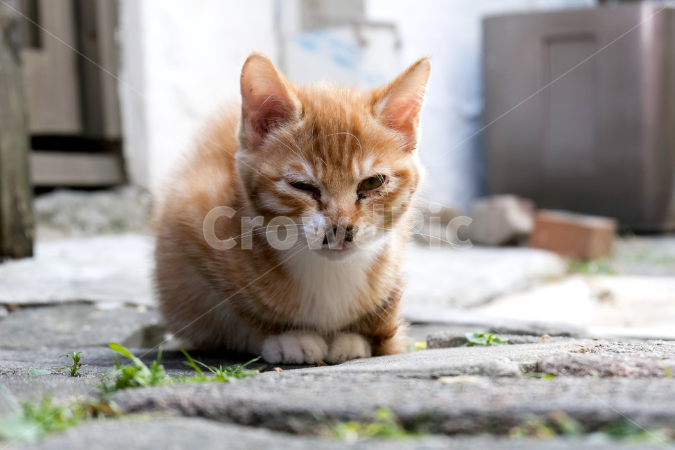 고양이,동물,냥이,길고양이,길냥이,cat,animal,mammalia,mammal,동물,animal,포유류,mammal,고양이,cat,kitten,kitty