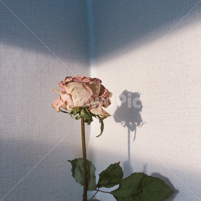 꽃,그림자,정물,드라이플라워,플라워,분홍,장미,식물,소품,꽃,flower,실내용화초,화분,화초,house plant
