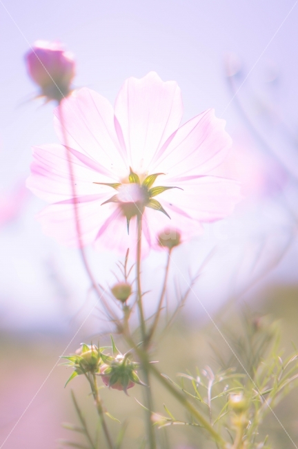 꽃,코스모스,뒷모습,빛,가을,세로,분홍,구로,항동철길,가을,계절,fall,autumn,season,식물,자연,plants,nature,꽃,flower,감성,sensible,feeling,plant