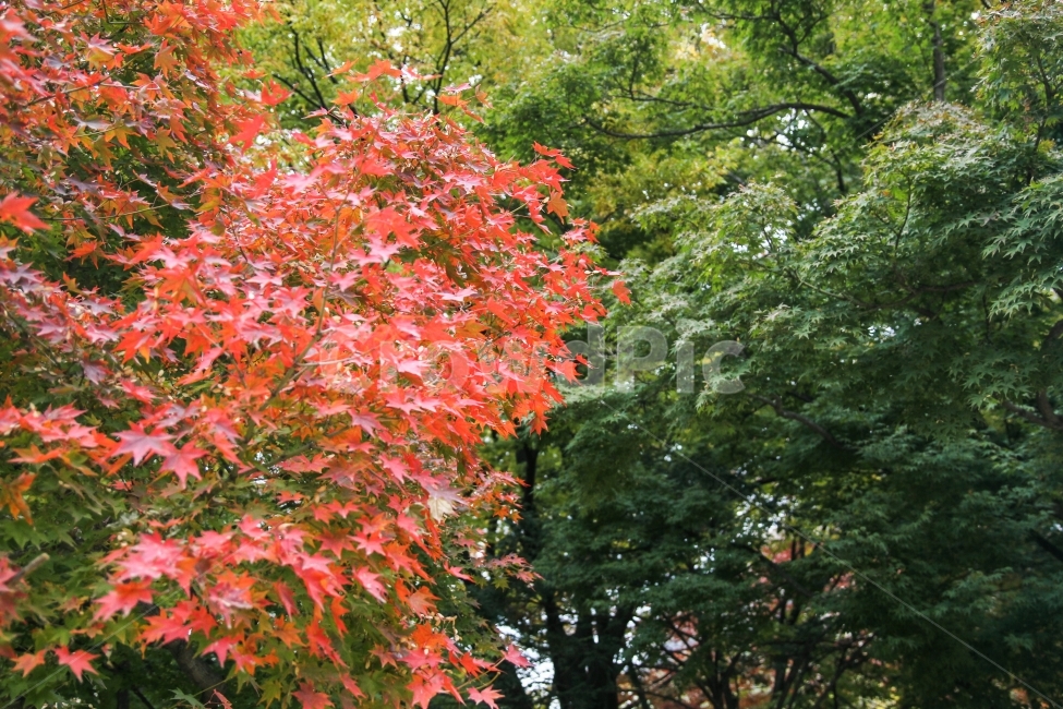 풍경,자연,단풍나무,가을,감성사진,fall,autumn,식물,나무,계절사진,korea,seoul,가을,계절,fall,autumn,season,식물,자연,plants,nature,leaf,잎,plant,tree,maple,단풍