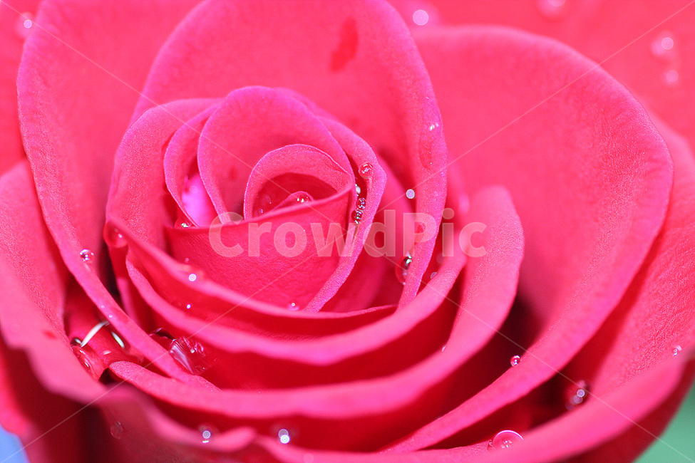 장미,메크로,장미꽃,이슬,rose,식물,자연,plants,nature,꽃,flower