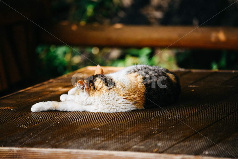 고양이,캣,냥냥이,길고양이,삼색이,치즈냥,냥,cat,동물,동물,animal,포유류,mammal,고양이,cat,kitten,kitty