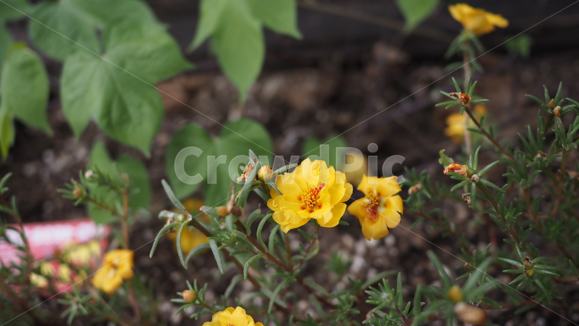 야생화,꽃,야생식물,wildflower,flower