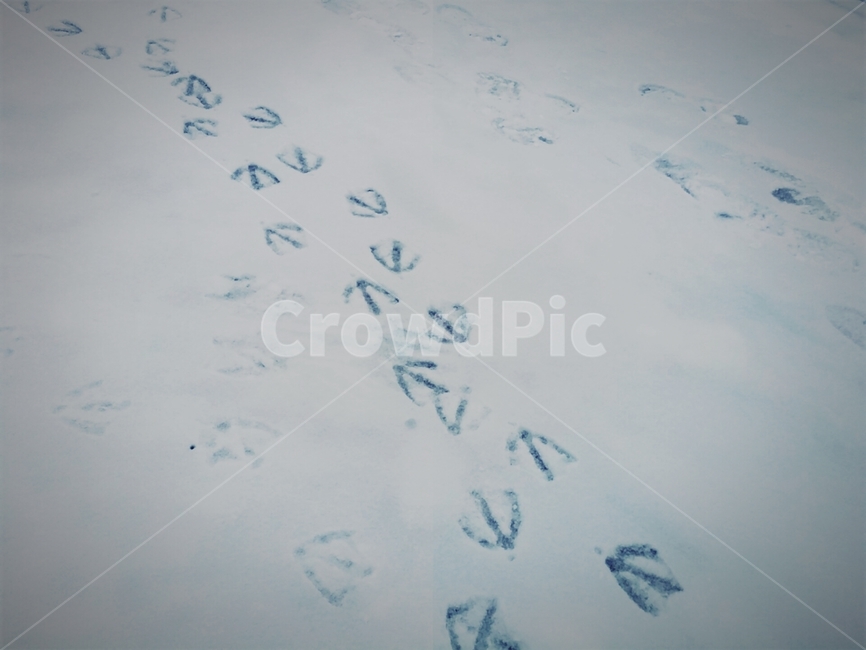 발자국,오리발자국,겨울,동물,animal,겨울,계절,winter,season