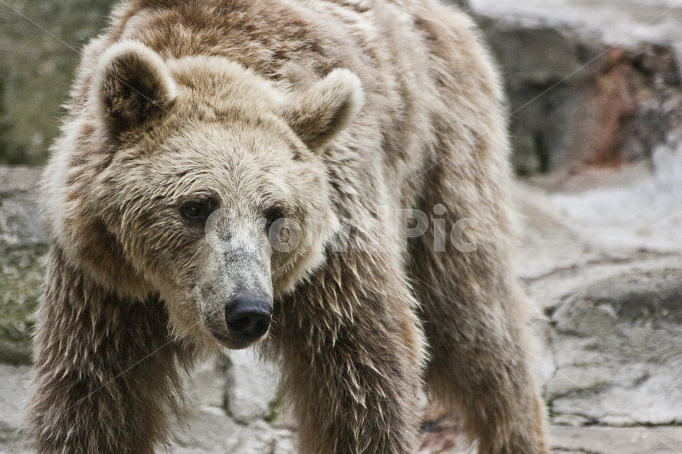 동물,animal,포유류,곰,bear,동물,animal,포유류,mammal