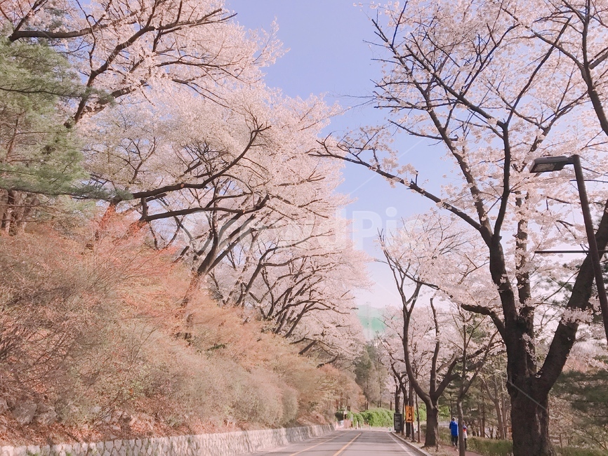 출근길,벚꽃길,벚꽃나들이,벚꽃,풍경,cherryblossom,sakura