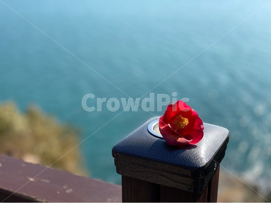 plant,식물,flower,꽃,동백꽃,sea,바다,camellia,blossom