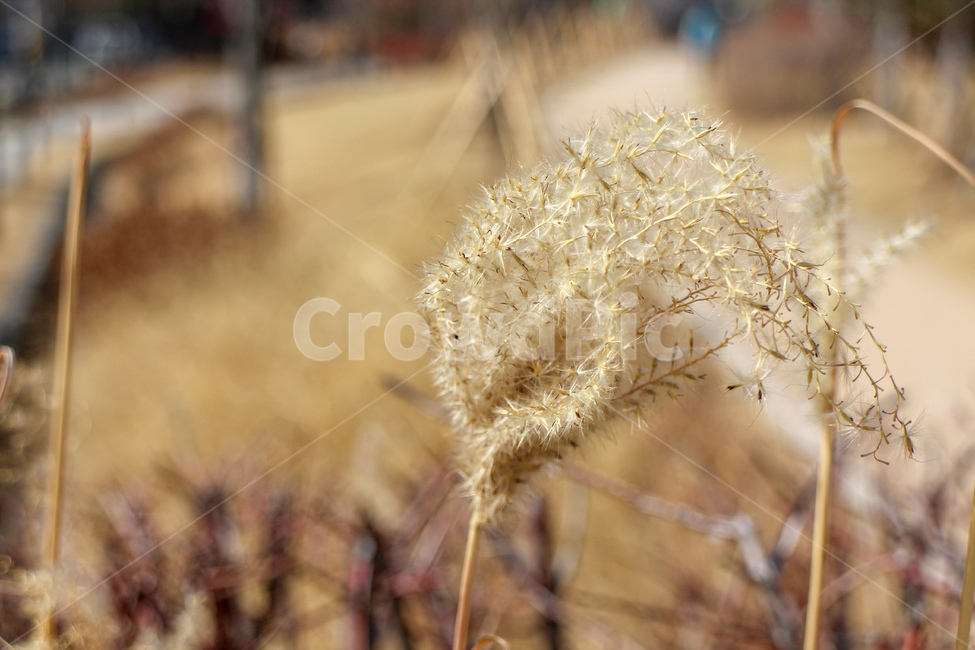 갈대,공원,가을,겨울,마른풀,자연,가을,계절,fall,autumn,season,식물,자연,plants,nature,plant,grass,잔디