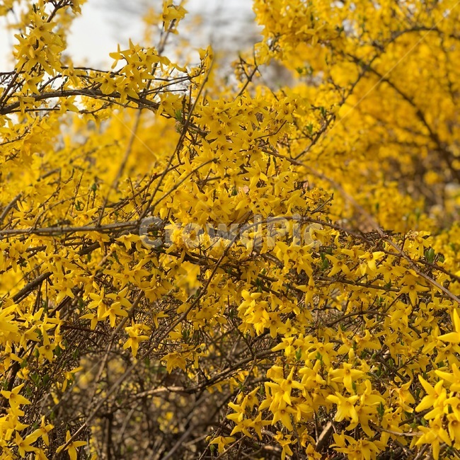 개나리,꽃,봄,노란꽃,봄꽃,flower,spring,yellow,forsythia