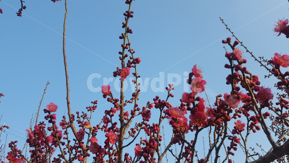 봄,홍매화,봄소식,꽃,파란하늘,식물,자연,plants,nature,꽃,flower