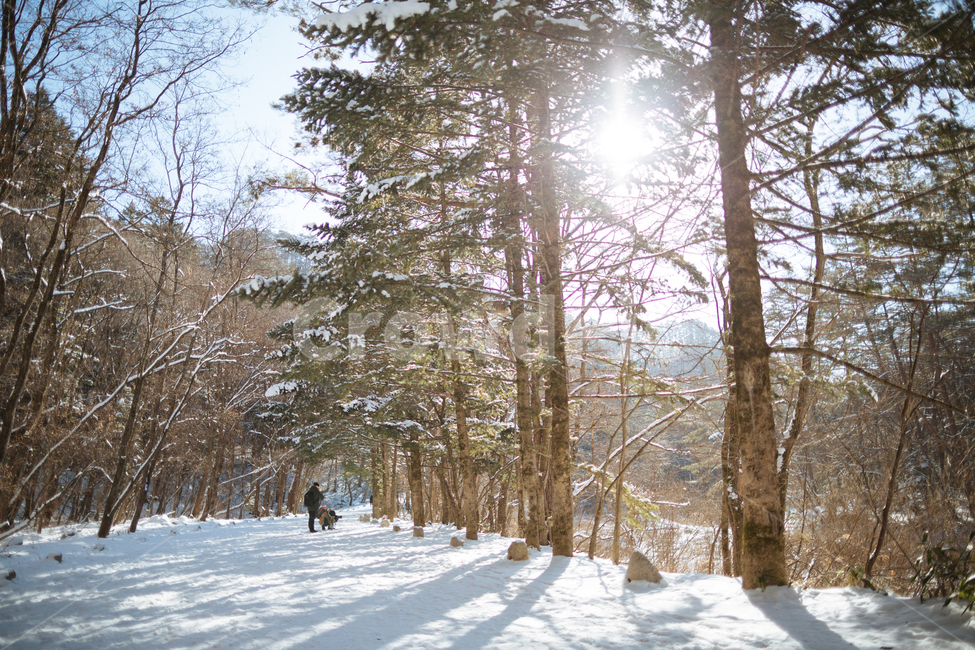 겨울,눈,스냅,감성,풍경,겨울,계절,winter,season,자연,풍경,nature,landscape,식물,plants,나무,trees,wood,휴식,힐링,rest,relaxation,healing,tree,plant,flare,플레어,light,빛