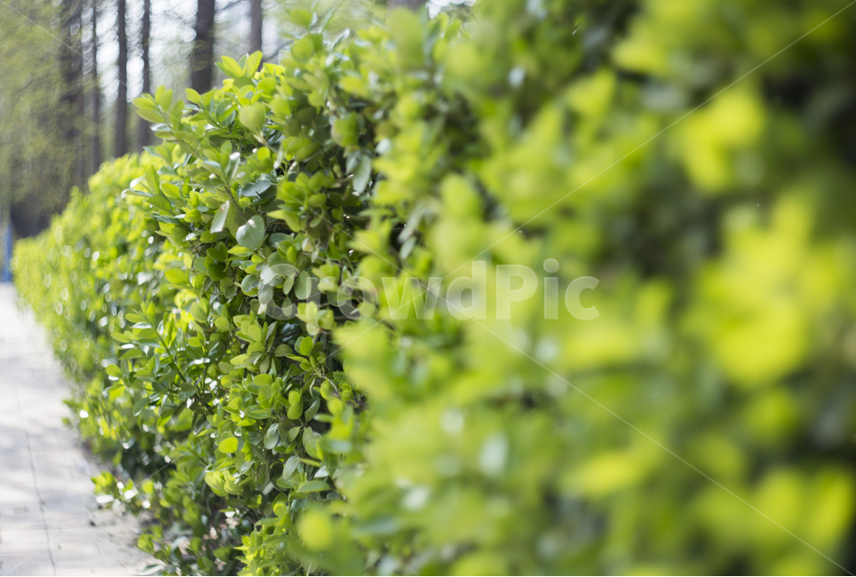 봄,꽃,튤립,꽃잎,분위기,감성,푸름,잎,식물,자연,plants,nature