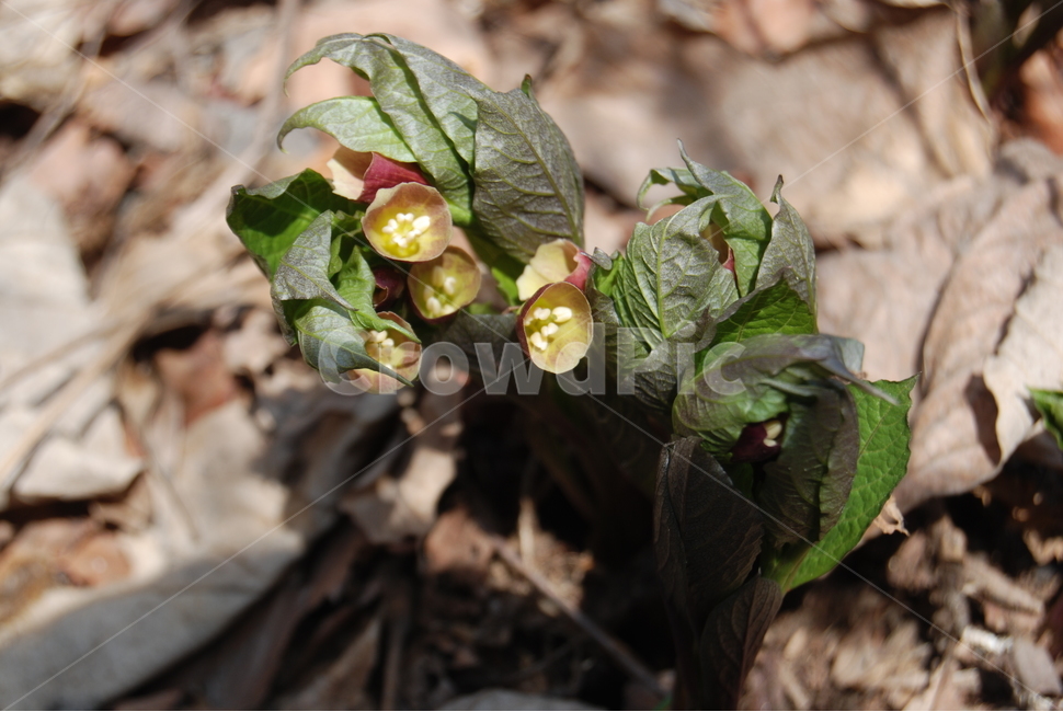 천마산,봄,자연,공원,야생화,식물,자연,plants,nature,꽃,flower