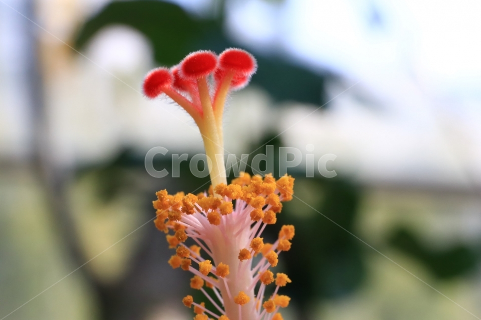 접사,꽃,열대,flower,꽃사진,식물,자연,plants,nature,꽃,flower