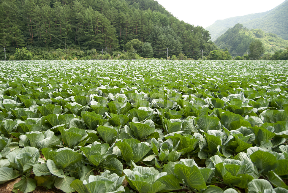 배추,배추밭,chinesecabbage,napacabbage,cabbage,한국배추,밭