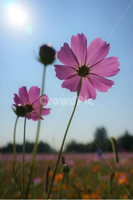 plant,식물,petal,flower,꽃잎,꽃,blossom,코스모스,가을,푸른하늘,햇살,따뜻한,따스한,하늘하늘,landscape,scenery,scene,view,nature