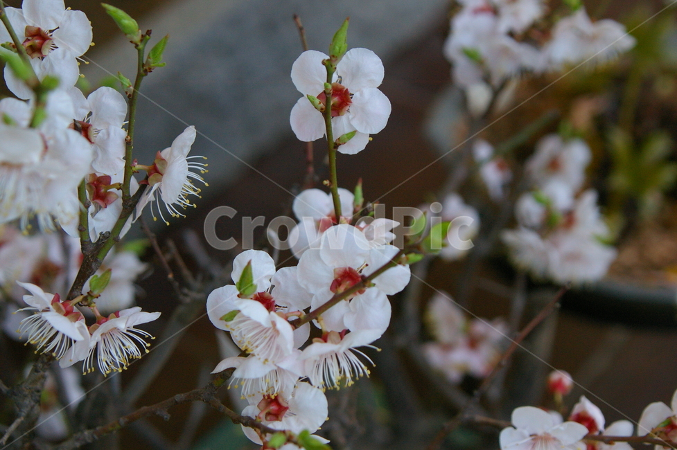 식물,plant,flower,blossom,꽃,매화,매화꽃,봄꽃