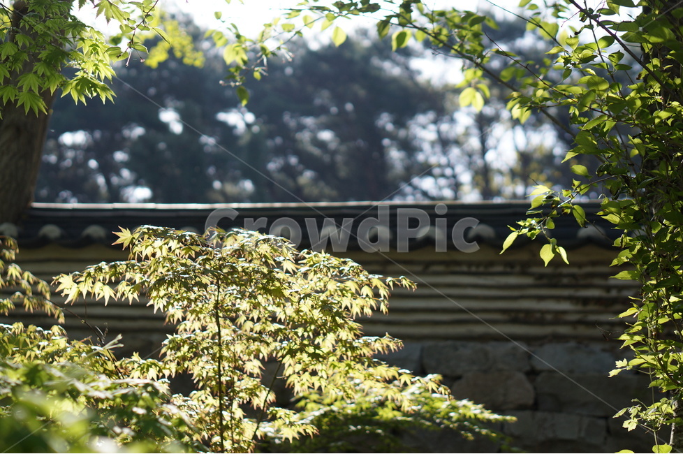 아침,햇빛,따사로움,식물,나무,풀,봄,식물,자연,plants,nature,휴식,힐링,rest,relaxation,healing