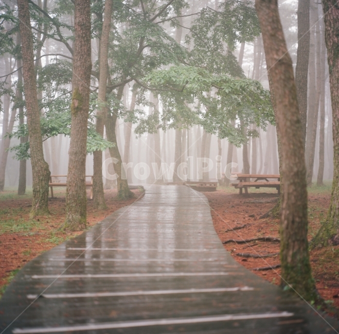길,숲길,비오는숲,6월날씨,비오는날,풍경,소나무,감성사진,비사진,rainyday,rain,jeju,forest,자연,풍경,nature,landscape,식물,plants,나무,trees,wood,휴식,힐링,rest,relaxation,healing,tree,plant
