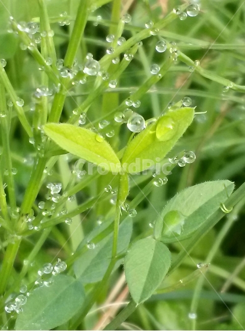 자연,물방울,초록,비가온뒤,투명,식물,자연,plants,nature