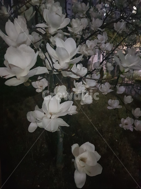 spring,spring flowers,magnolia,large flower,flower