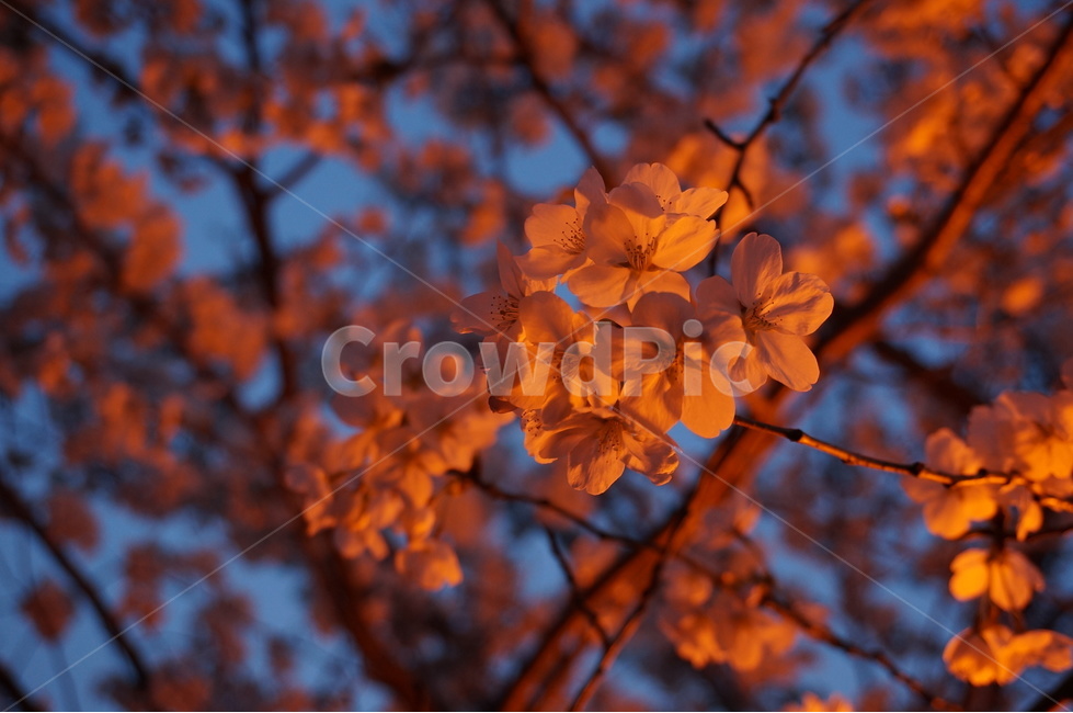 벚꽃,벚꽃나무,봄꽃,저녁벚꽃,가로등벚꽃,벚나무,봄,계절,spring,season,식물,자연,plants,nature,꽃,flower,leaf,잎,plant,geranium,제라늄,blossom,tree,나무