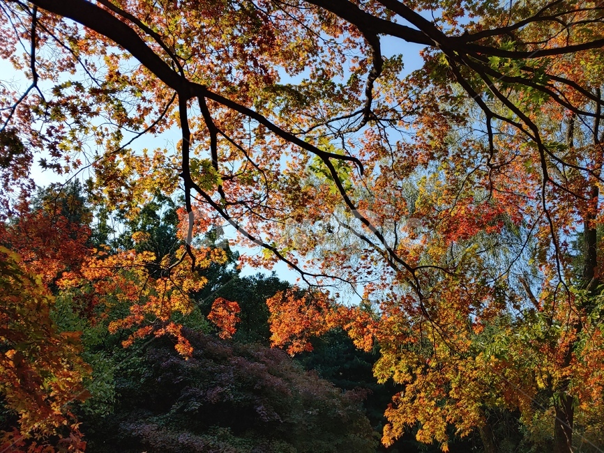 tree,나무,plant,식물,leaf,잎,단풍,가을,maple,가을,계절,fall,autumn,season