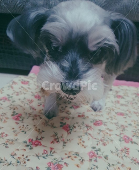 강아지,개,슈나우저,dog,귀여움,cute,동물,animal,포유류,mammal,개,강아지,dog,doggy