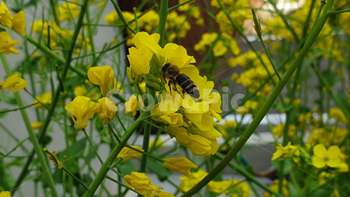 벌,노란색,유채꽃,꿀벌,매크로,접사,귀여움,yellow,bee,일벌,work,봄,계절,spring,season,식물,자연,plants,nature,꽃,flower,동물,animal,곤충,벌레,insect,bug,invertebrate,무척추 동물,honey bee,hornet,호넷,andrena,안드레 나,wasp,말벌