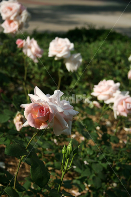 장미,장미덩쿨,식물,flower,plants,nature,꽃,꽃봉오리,식물,자연,plants,nature,꽃,flower