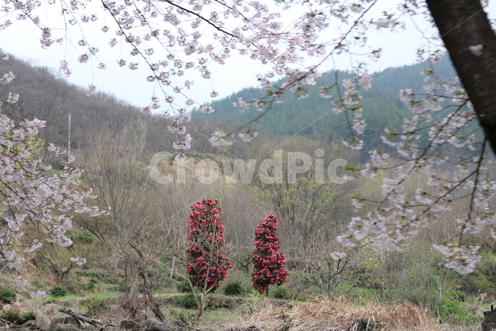 봄,산뜻,벚꽃,동백꽃,이쁜꽃,자연,풍경,nature,landscape,plant,식물,tree,나무