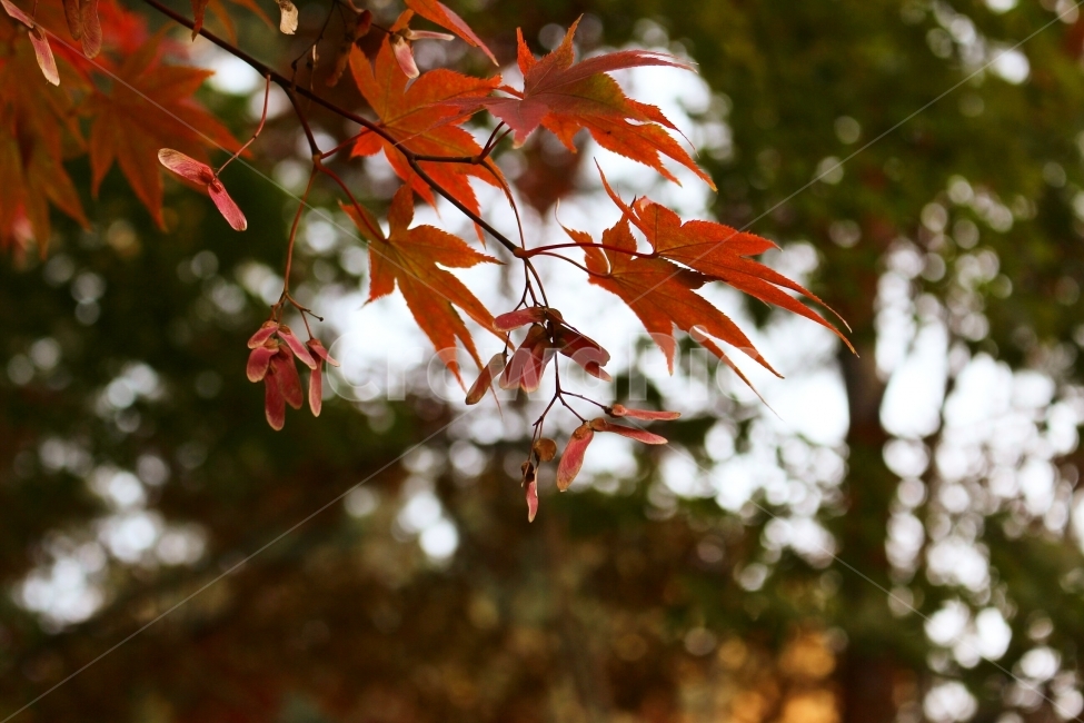 단풍,가을,단풍나무열매,빨강,자연,식물,가을,계절,fall,autumn,season,식물,자연,plants,nature,감성,sensible,feeling,leaf,잎,plant,tree,나무