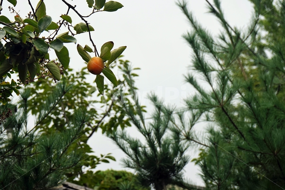 감,감나무,결실,단감,자연,나무,식물,식물,자연,plants,nature,과일,열매,fruit