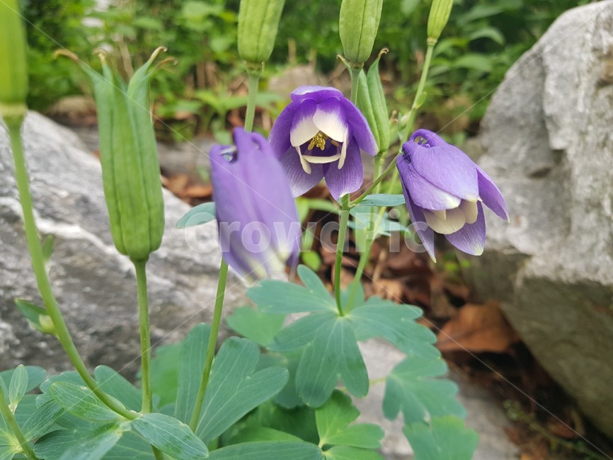매발톱,꽃,flower,blossom,plant