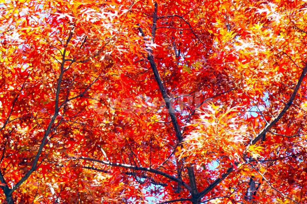 단풍,단풍나무,가을,빨강,레드,식물,자연,나무,풍경,계절,fall,autumn,maple,tree,가을,계절,fall,autumn,season,식물,자연,plants,nature,나무,trees,wood,leaf,잎,plant