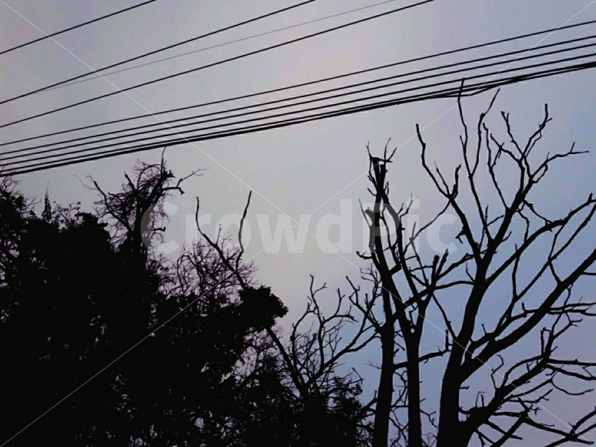 몽환,신비롭다,나무,선,풍경,실루엣,그림자,silhouette,shadow