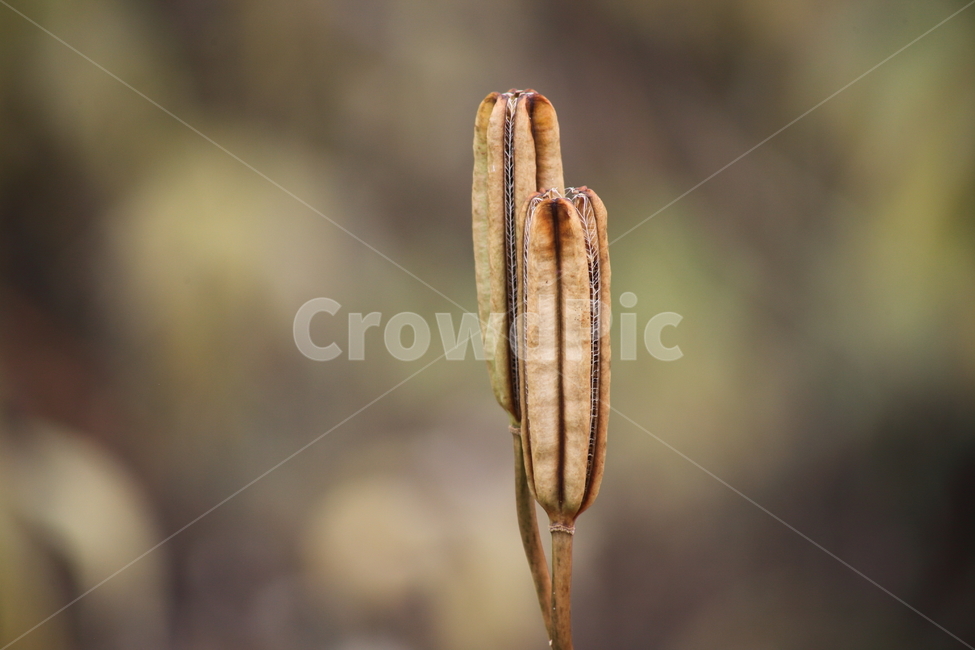 철포나리,씨방,열매,종자,trumpetlily,식물,자연,plants,nature