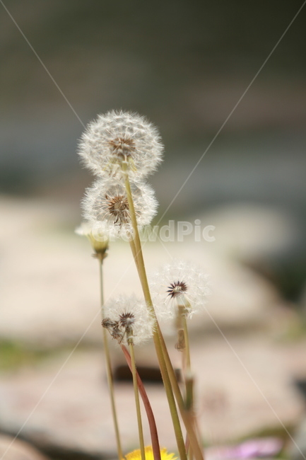 민들래,꽃,씨,봄,마당,식물,자연,plants,nature,꽃,flower