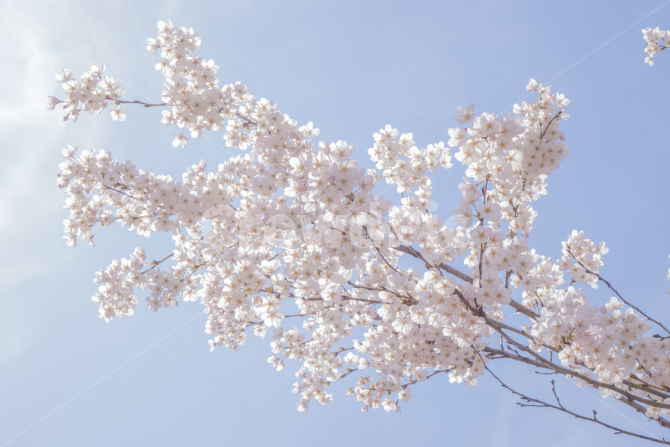 꽃,봄,봄꽃,벚꽃,벚꽃나무,꽃나무,봄,계절,spring,season,식물,자연,plants,nature,꽃,flower,plant,blossom