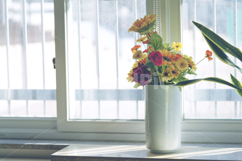 식물,꽃,화분,창가,창,빛,색감,생명,plant,생물,flower,실내용화초,화분,화초,house plant