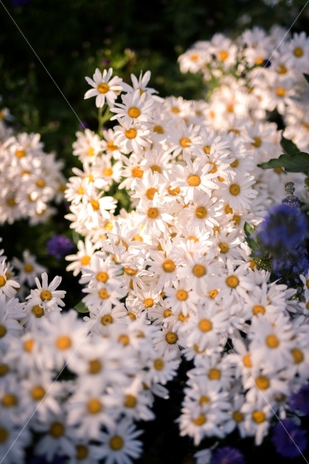 꽃,울룽국화,국화,꽃사진,가을꽃,식물,자연,plants,nature,꽃,flower,감성,sensible,feeling
