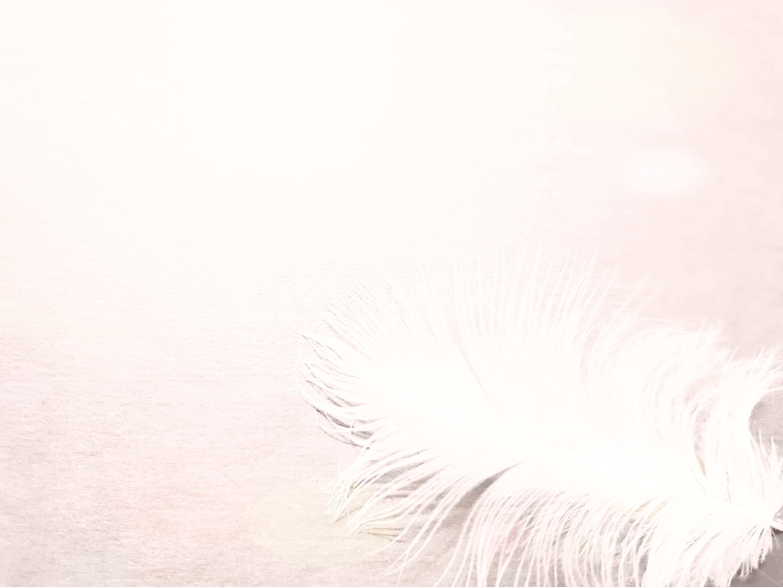 깃털,배경이미지,backgroundimage,털,새털,동물,배경,배경화면,색감,바탕,텍스쳐,질감,패턴,이미지,빈공간