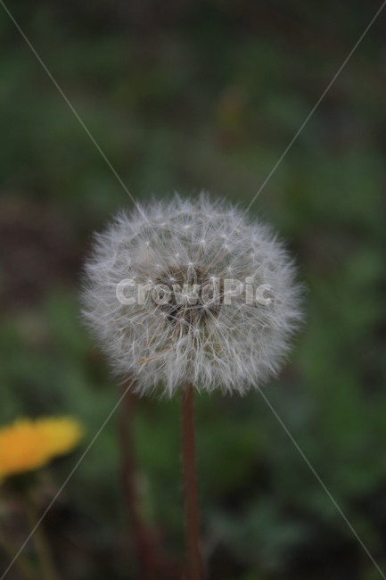 민들레,민들레씨,민들레꽃,민들레홀씨,봄,봄,계절,spring,season,식물,자연,plants,nature,꽃,flower,plant,blossom,dandelion
