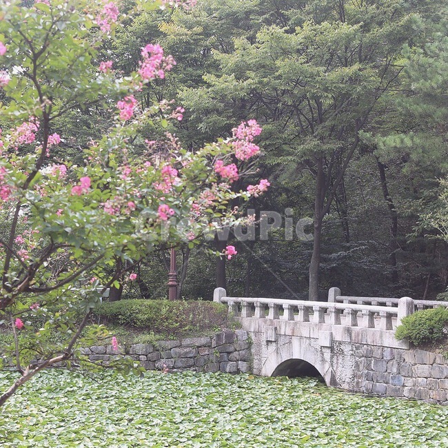 우암사적공원,나무,꽃,자연,풍경,호수